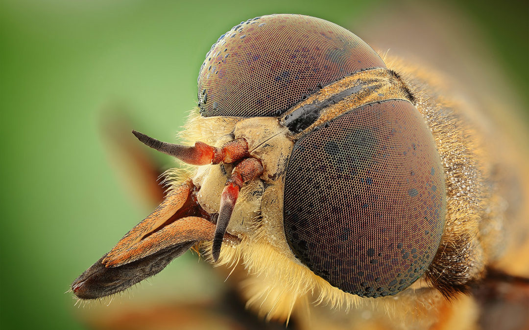 Workshop Macrofotografia – Soncino – 4 e 5 Maggio 2019